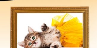 Free Photo Session of Cat From JC Penny Portraits