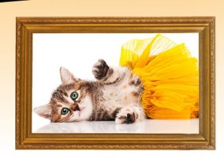 Free Photo Session of Cat From JC Penny Portraits